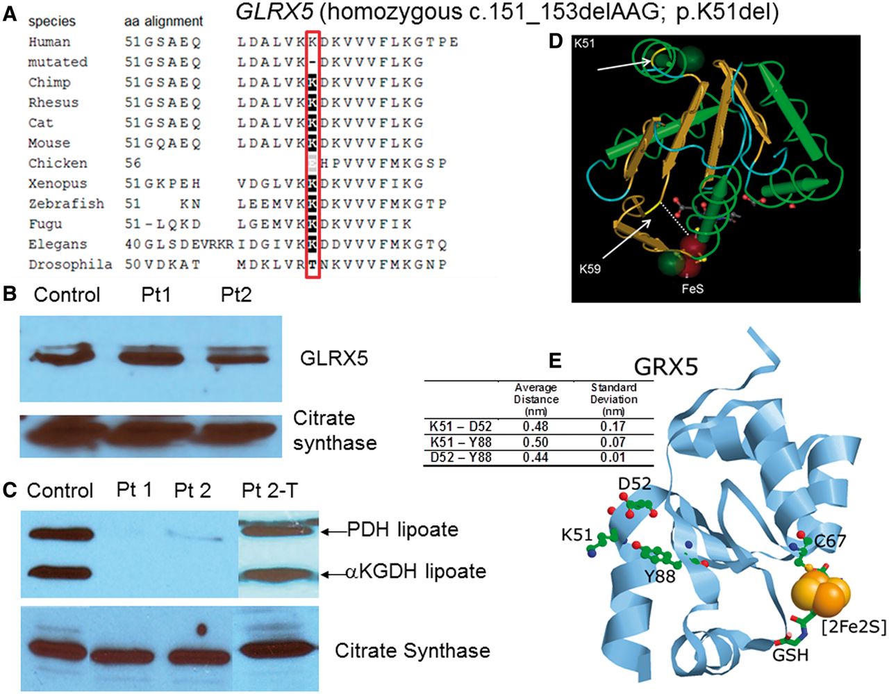 Gene discovery for variant NKH